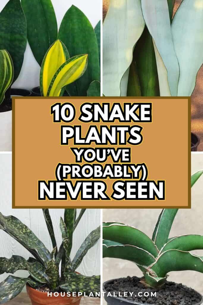 0536 10 Rare Snake Plant Varieties Every Sansevieria Fan Will Love for Indoor Jungle Vibe