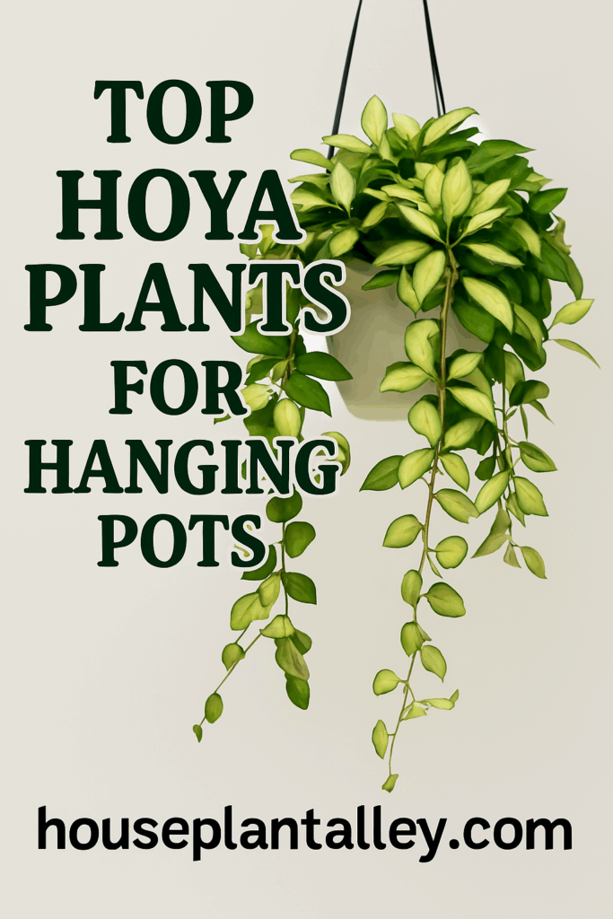 0541a 15 Top Hoya Plants That Look Amazing in Hanging Pots