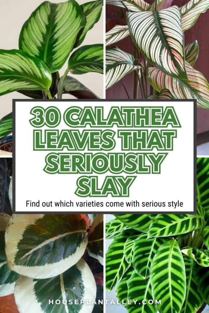 0543 Calathea Varieties with Bold Patterns Ornata Roseopicta Rattlesnake