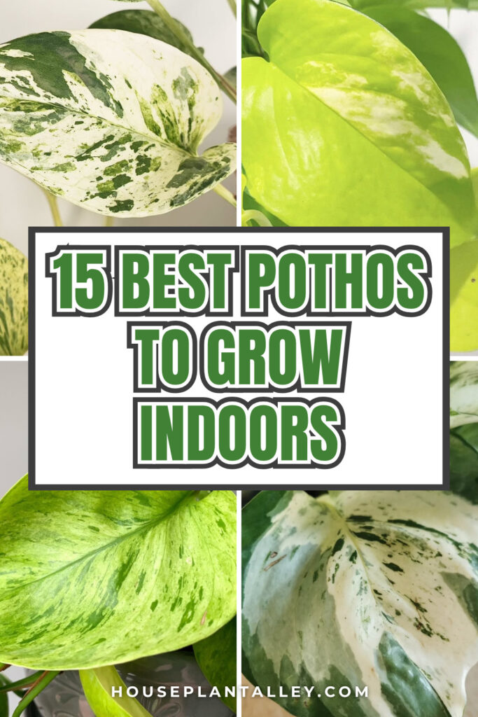 0548 15 Best Types of Pothos for Indoor Spaces