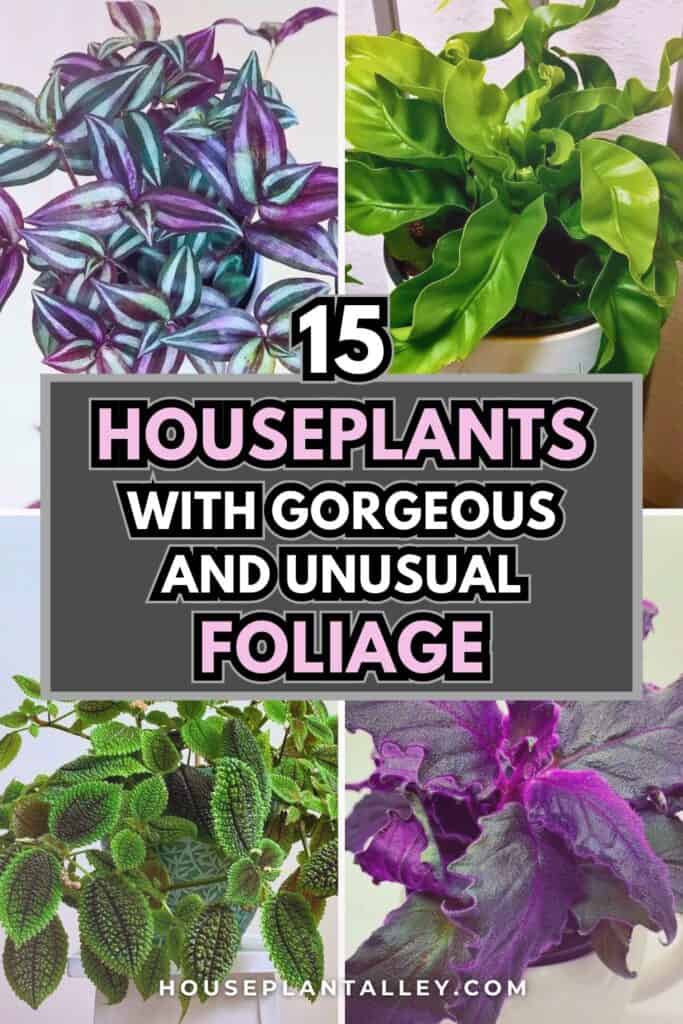 0551a 15 Unique Indoor Plants With Stunning Foliage for Houseplant Decor