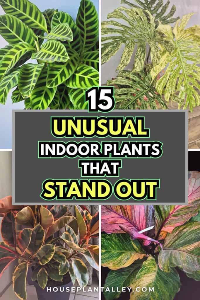 0578 15 Exotic Rare Indoor Plants to Wow Your Plant Loving Friends