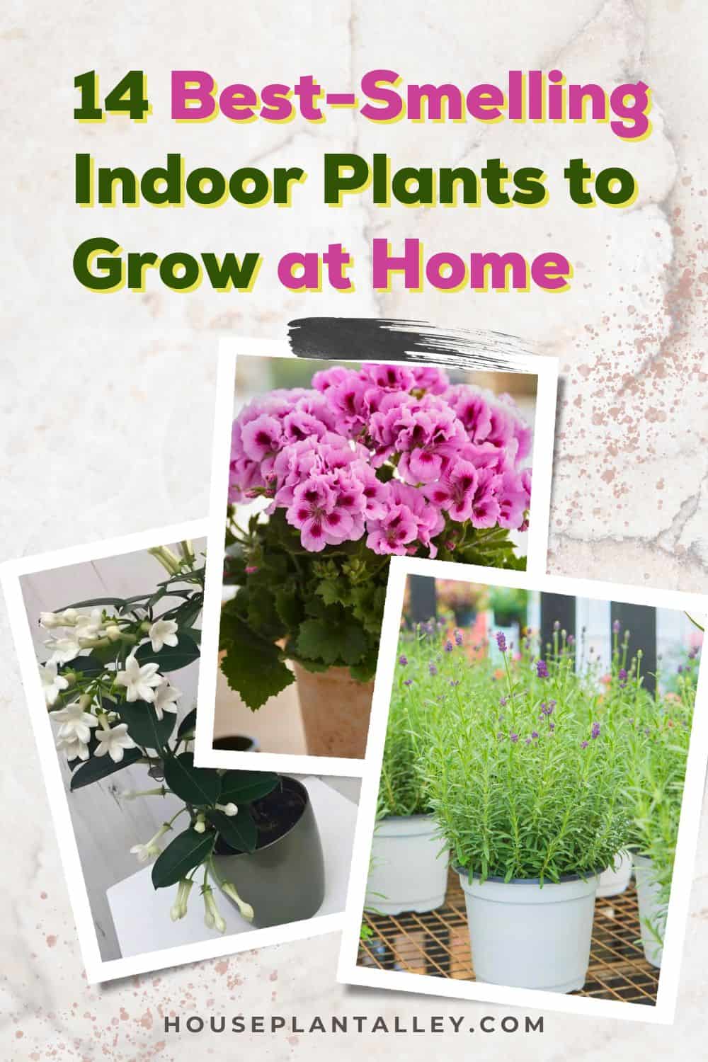 14 Indoor Plants That Smell Incredible | Houseplant Alley