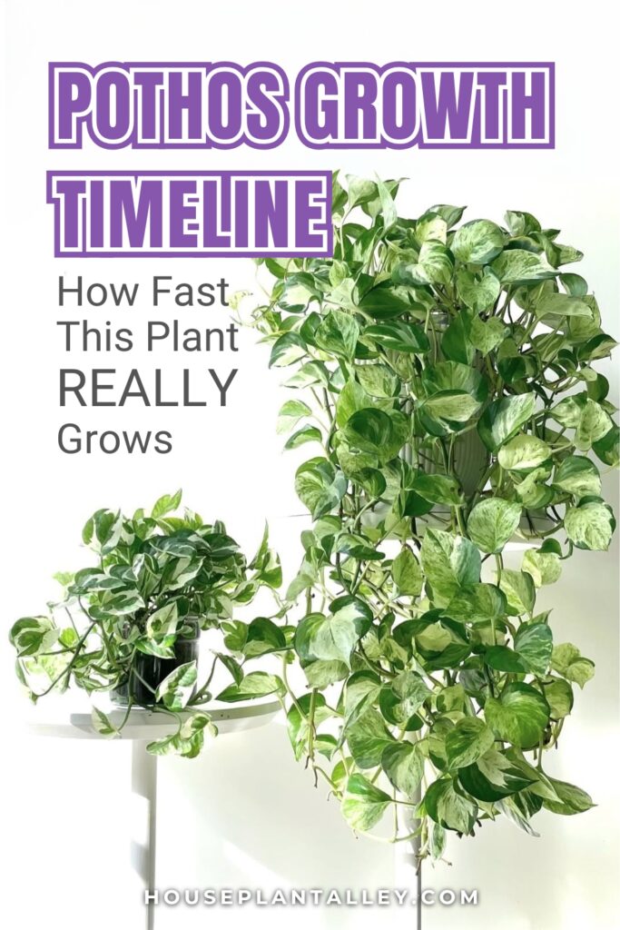 0616 How Long Does Pothos Take to Grow Growth Timeline Explained