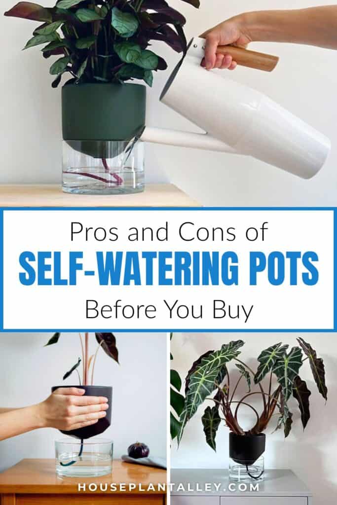0624e Are Self Watering Pots Ideal for House Plants Indoor Find Out