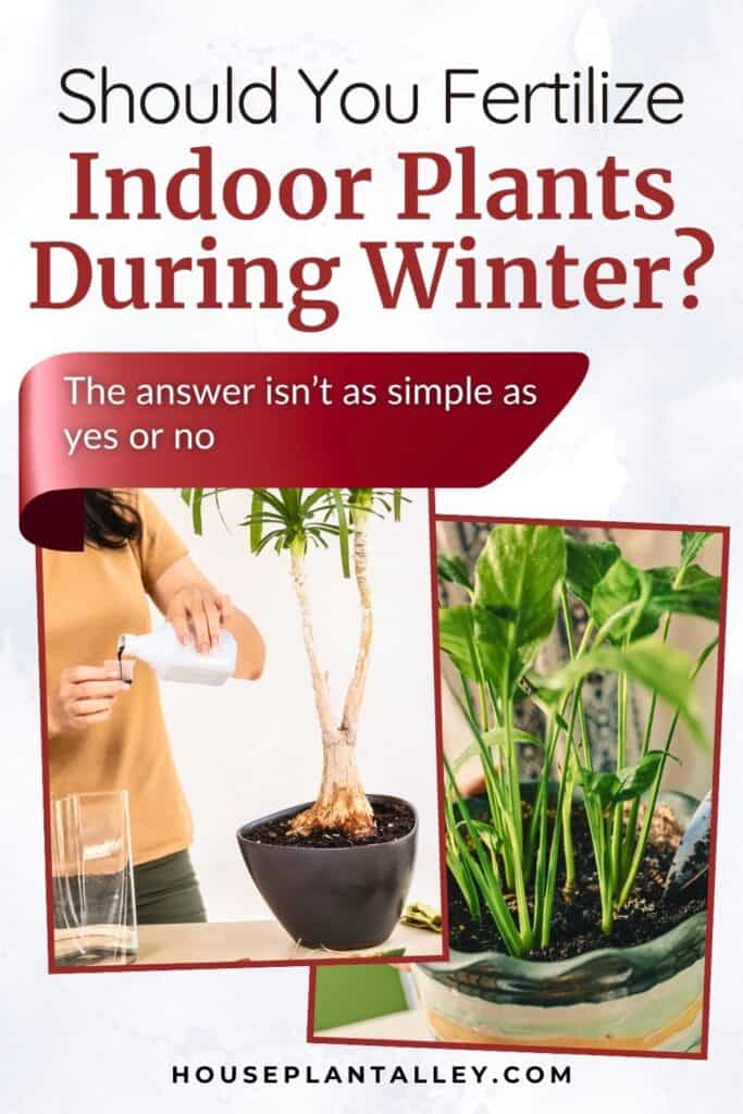 0625b Winter Fertilizing Tips for Houseplants Indoor—What Works Best