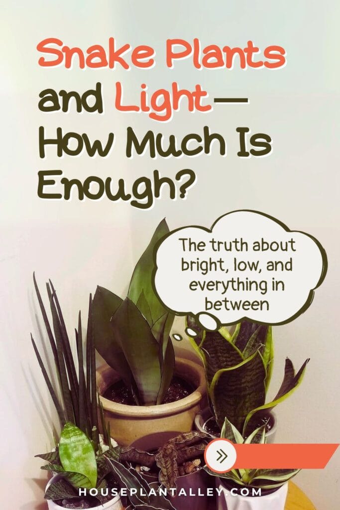 0787a How Much Light Does Snake Plant Need Indoor Sunlight Tips for Sansevieria Varieties