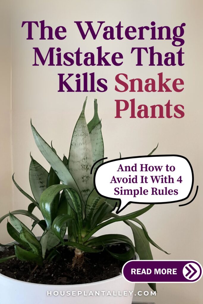 0797e How Often to Water Snake Plant Simple Tips to Avoid Root Rot Keep Sansevieria Healthy