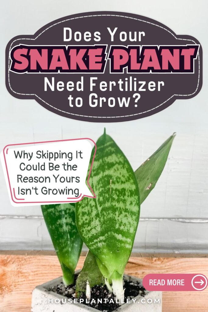 0813 Do Snake Plants Need Fertilizer Sansevieria Feeding Tips for Indoor Growth Vibrant Leaves