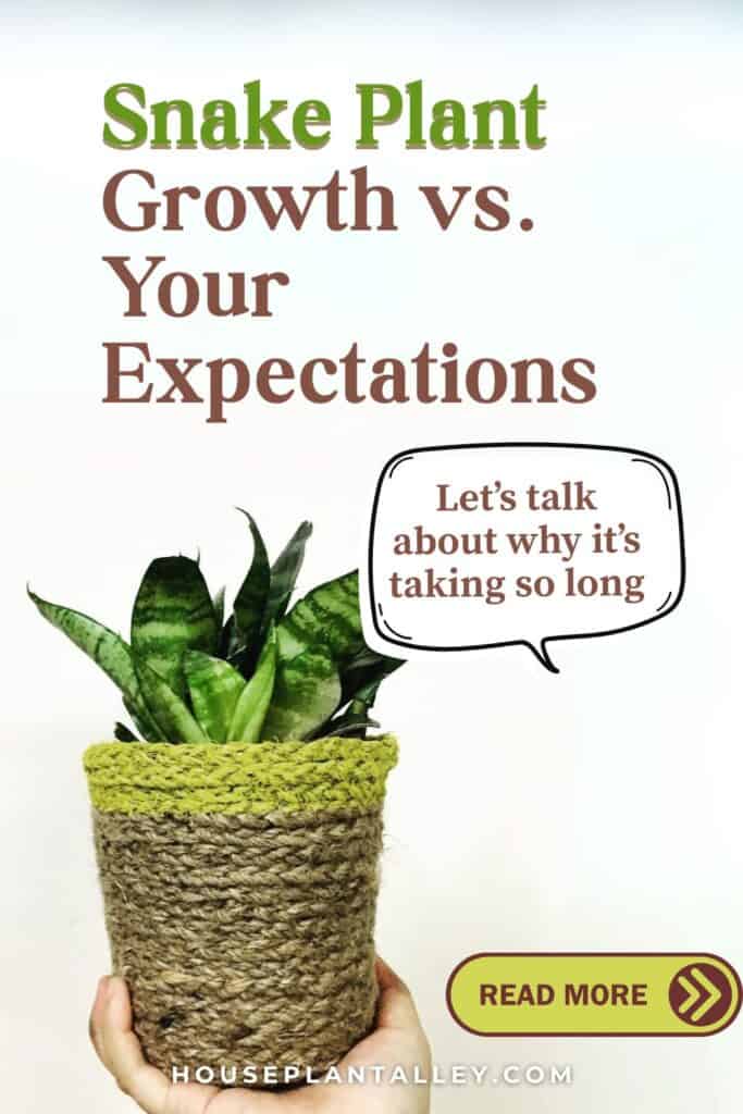 0817e How Fast Do Snake Plants Grow Growth Tips for Sansevieria Moonshine Laurentii More