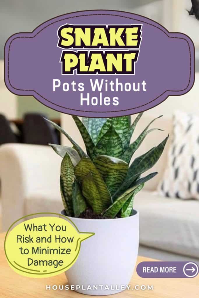 0838 Should Snake Plant Pots Have Drainage Holes Expert Tips for Healthy Roots Soil Choices