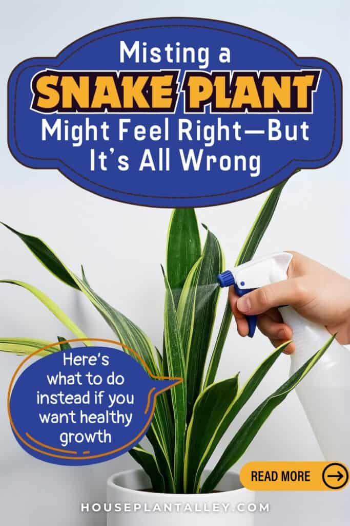 0843 Should You Mist Snake Plants Sansevieria Misting Tips for Bathrooms Indoor Care