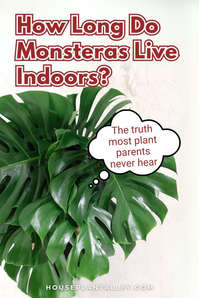 0847 How Long Do Monstera Plants Live Lifespan of Monstera Deliciosa Adansonii Variegata
