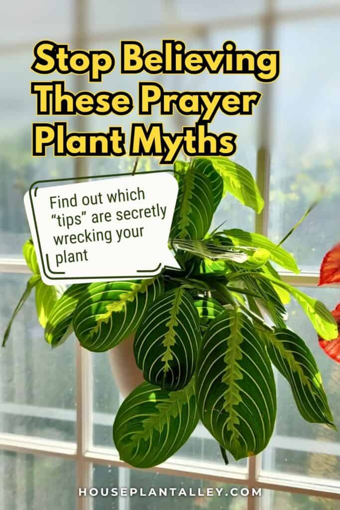 0852 Prayer Plant Myths Busted – Maranta Calathea Care Tips Truths