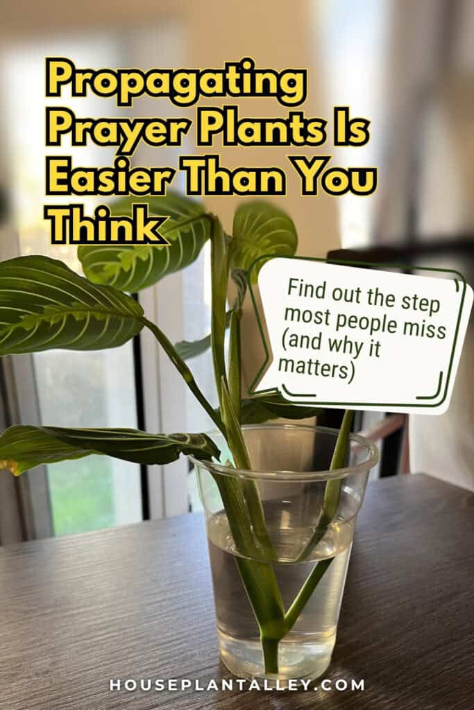 0853 How to Propagate Prayer Plant – Maranta Propagation Tips