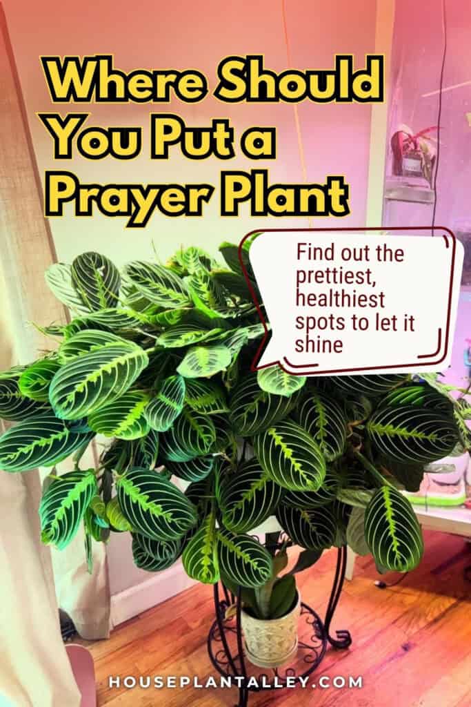 0854 Prayer Plant Decor Ideas – Styling Calathea Red Maranta Indoors