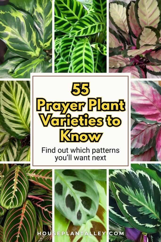0856 Prayer Plant Varieties List – Maranta Calathea Rattlesnake More