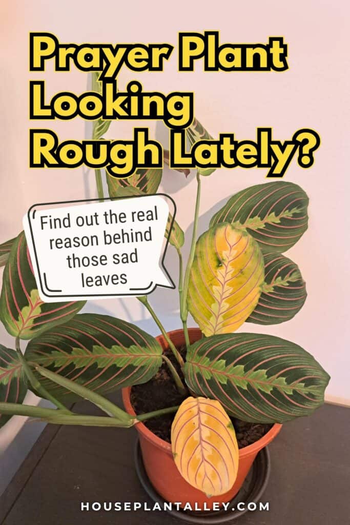 0863 Fix Prayer Plant Issues – Curling Yellow Leaves More Maranta Tips