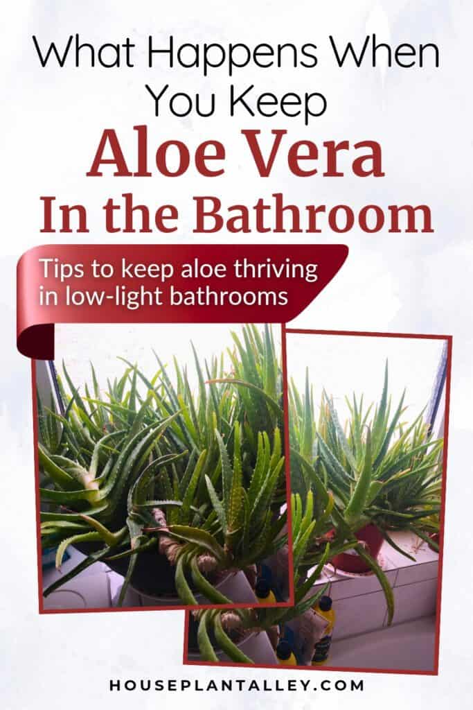 0866d How to Care for Aloe Vera in the Bathroom