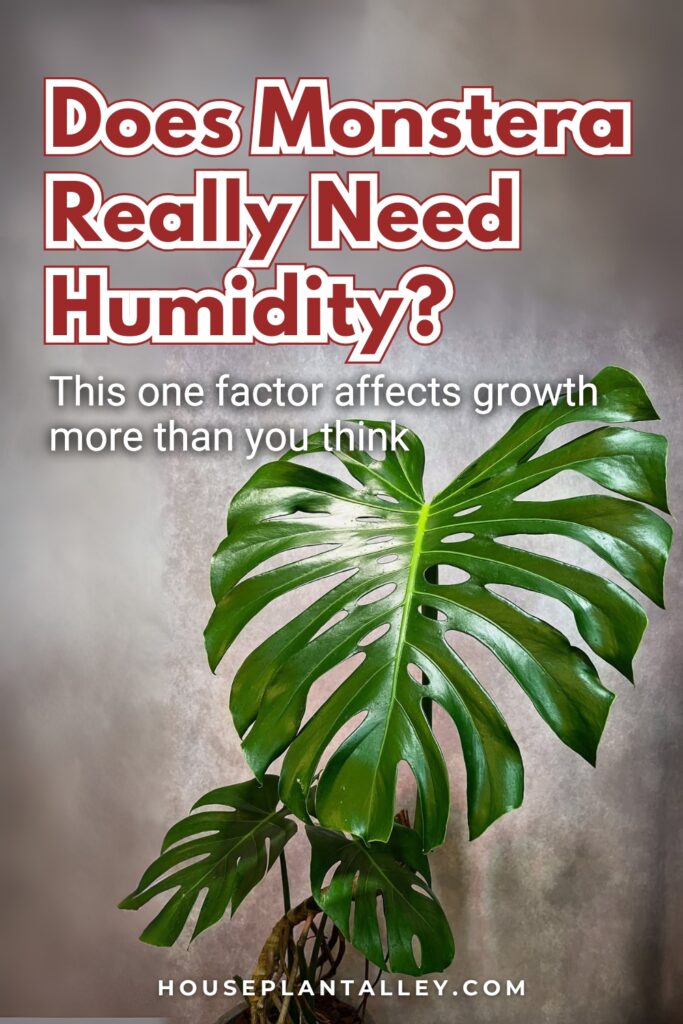 0890 Do Monstera Plants Like Humidity Care Tips for Monstera Deliciosa Indoor Varieties 1