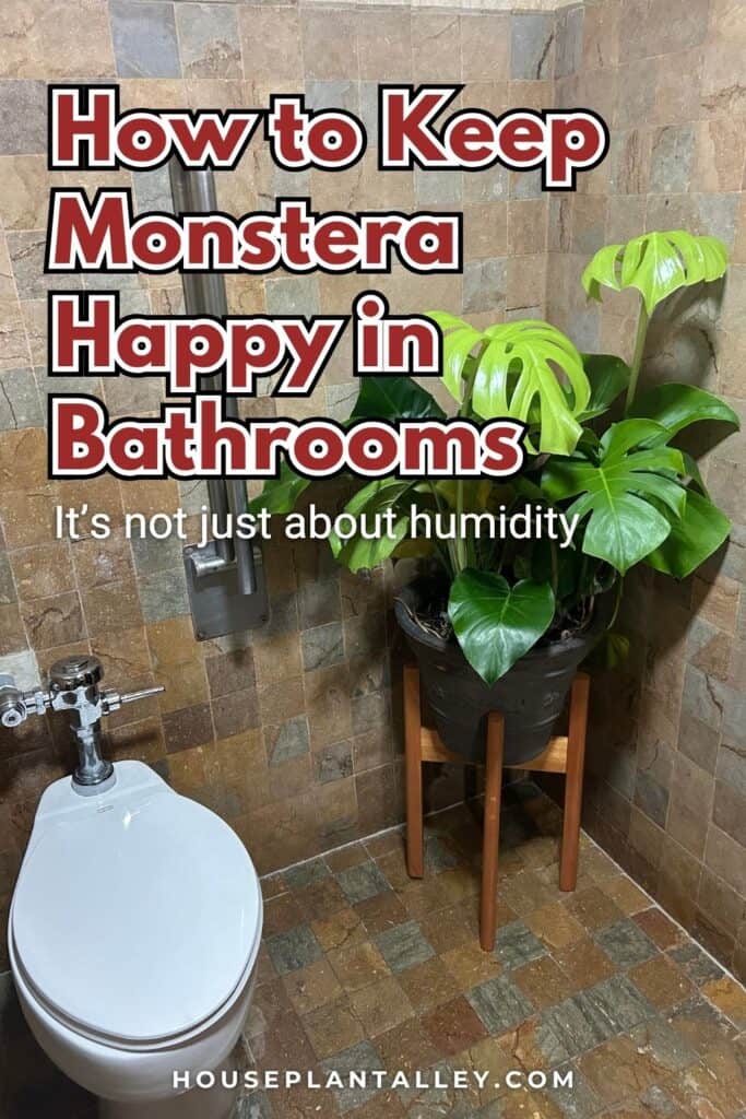 0952 How to Care for Monstera in the Bathroom Humid Spaces for Monstera Deliciosa Albo