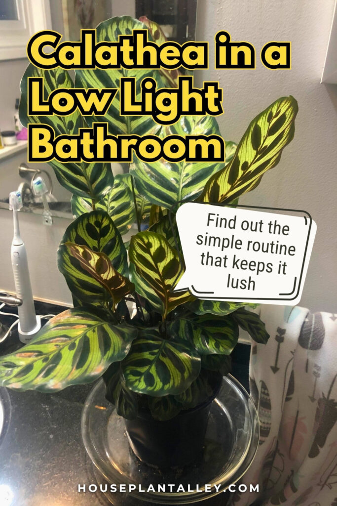 0963 Calathea Bathroom Care – Calathea Ornata Freddie Orbifolia Tips