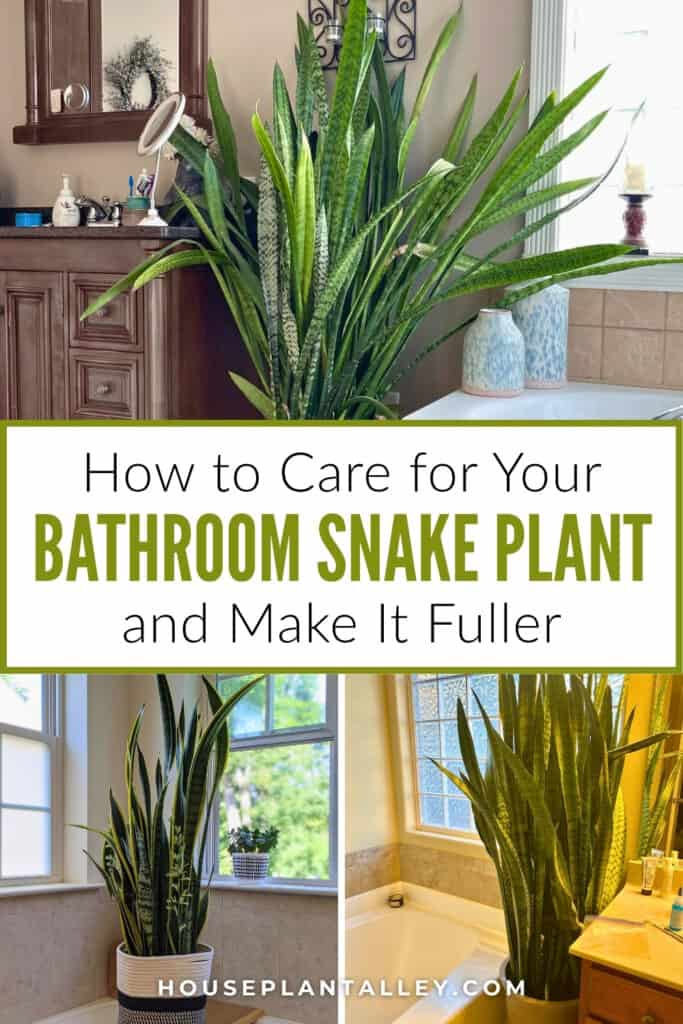 1004e How to Care for Snake Plant in Bathroom Low Light Humidity Potting Tips for Beginners