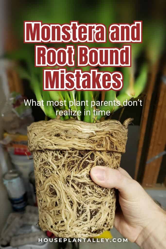 1010 Do Monstera Plants Like to Be Root Bound Potting Tips for Monstera Deliciosa Albo