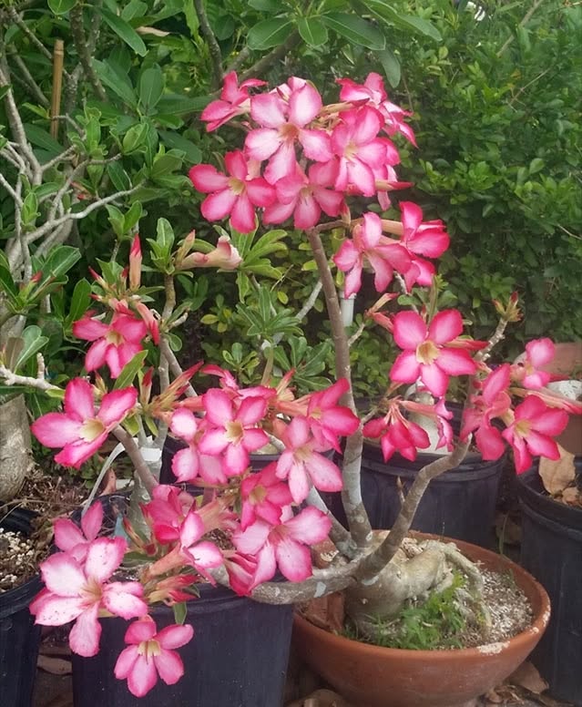 Adenium obesum