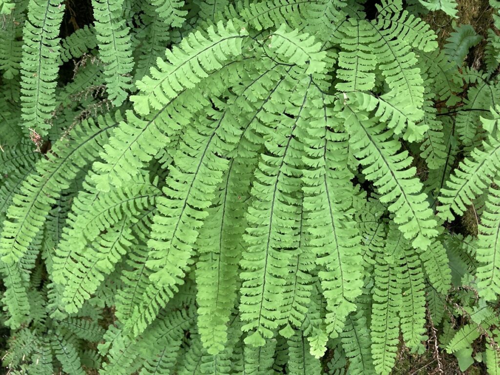 Adiantum aleuticum