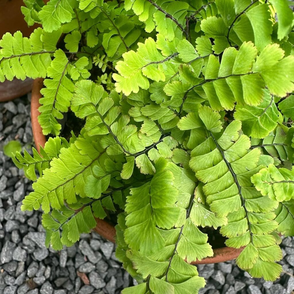 Adiantum aleuticum Imbricatum
