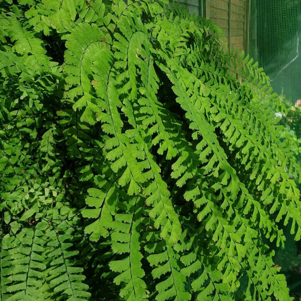 Adiantum aleuticum Miss Sharples