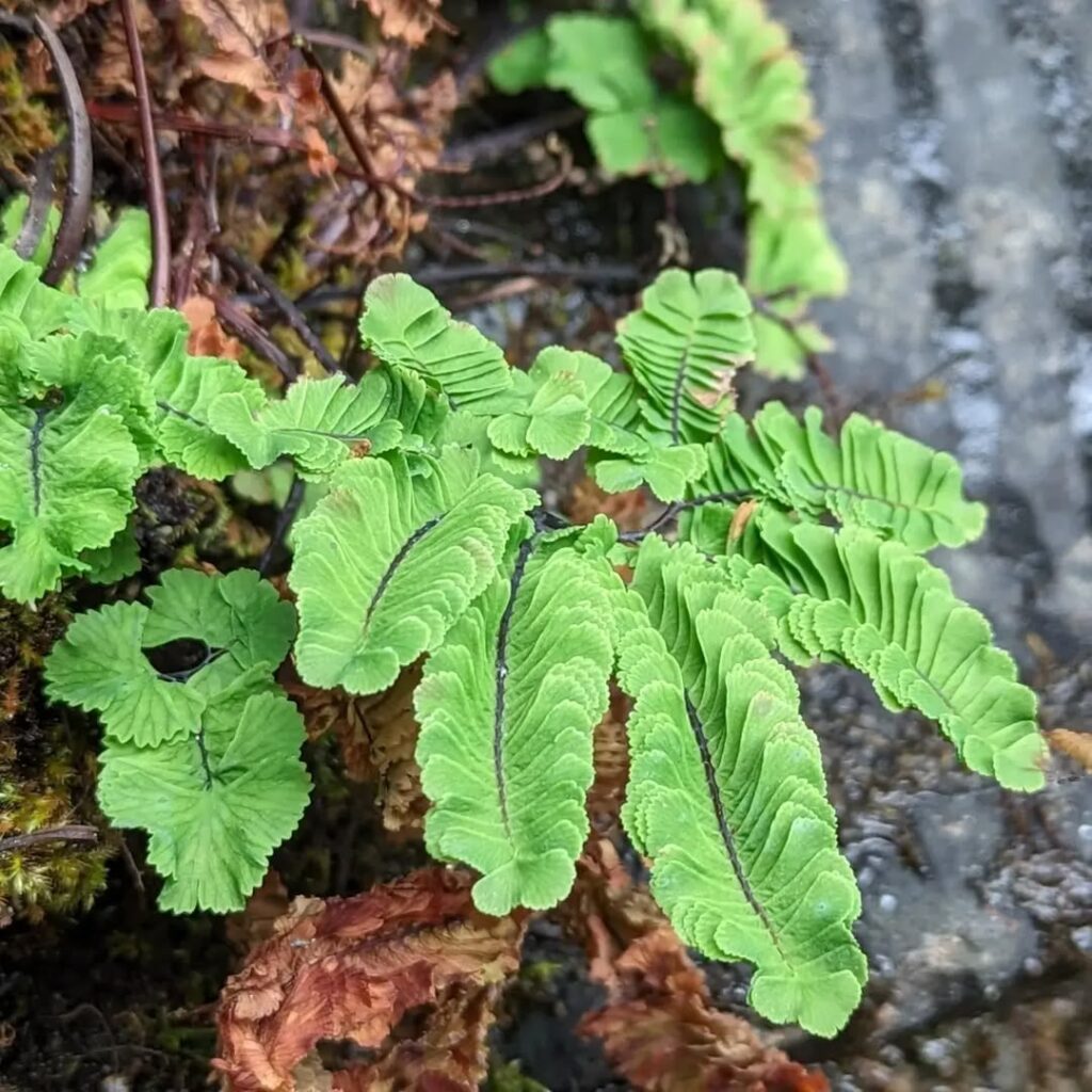 Adiantum aleuticum Subpumilum
