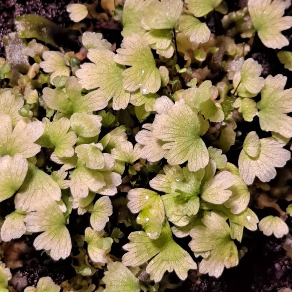 Adiantum anceps