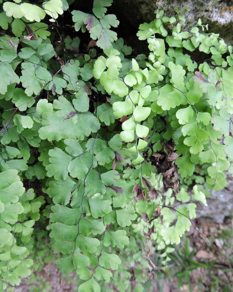 Adiantum bellum