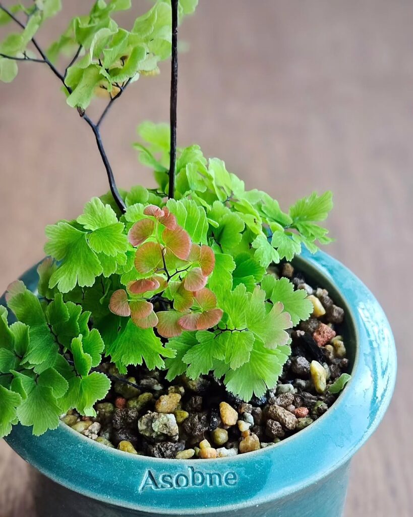 Adiantum bessoniae
