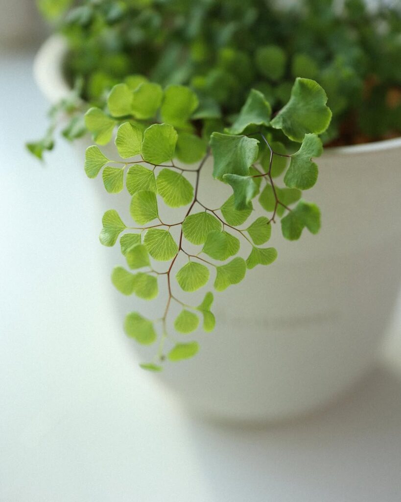 Adiantum capillus junonis