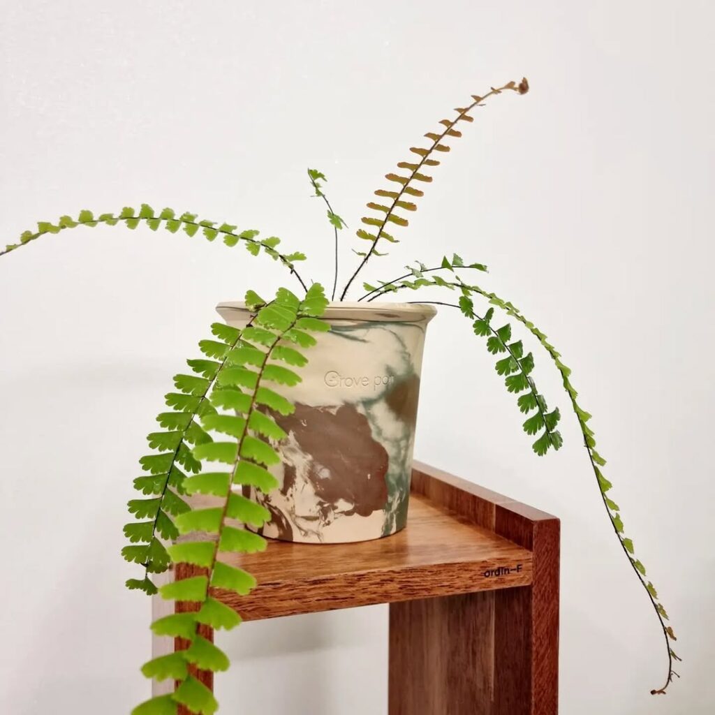 Adiantum caudatum