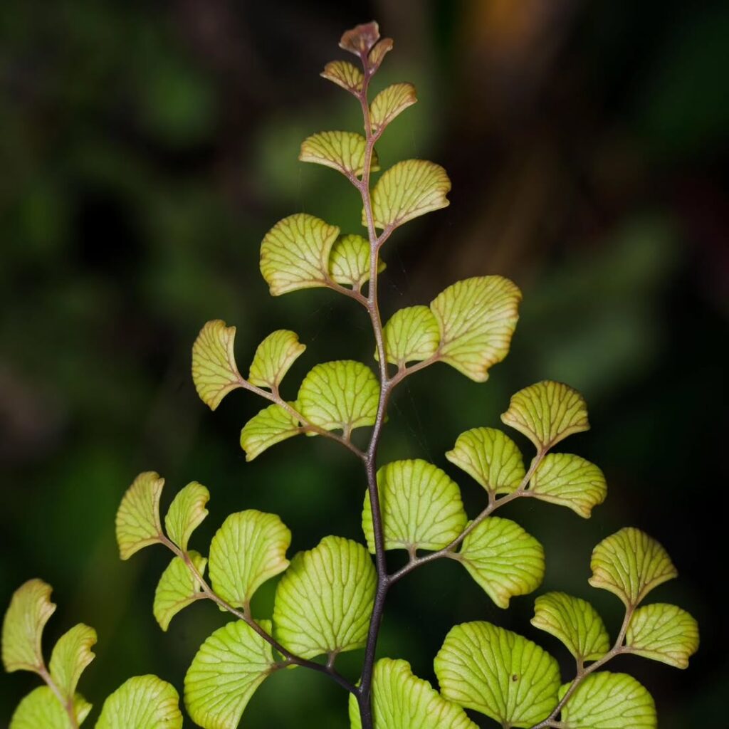 Adiantum chilense