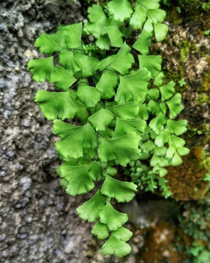 Adiantum cuneatum