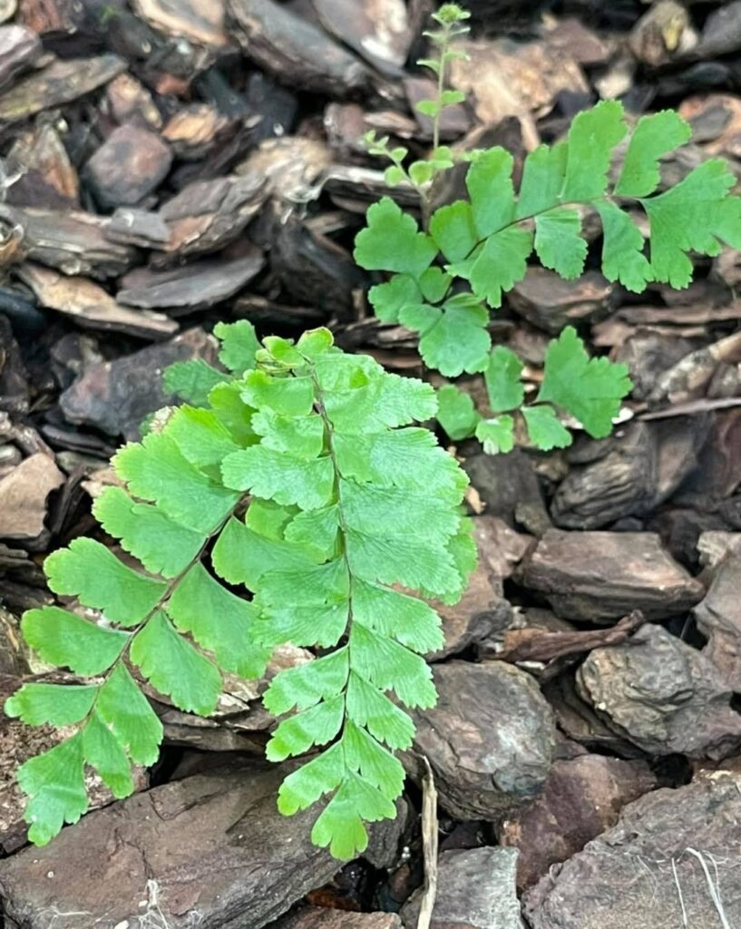 Adiantum cunninghamii