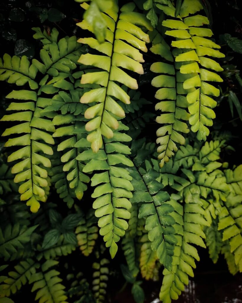 Adiantum diaphanum