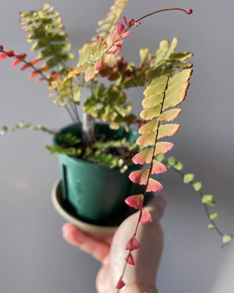 Adiantum edgeworthii