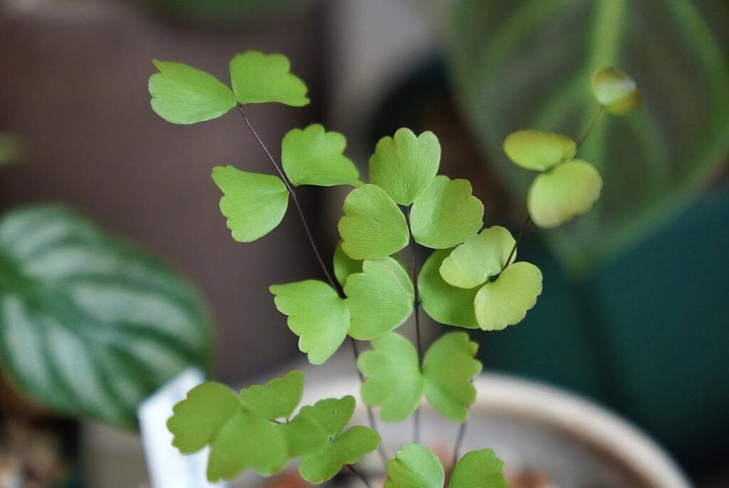 Adiantum erylliae