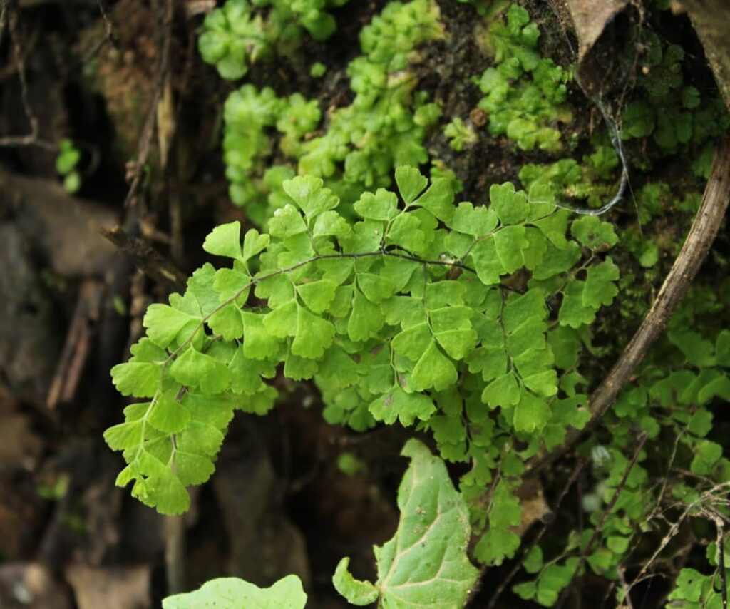 Adiantum excisum