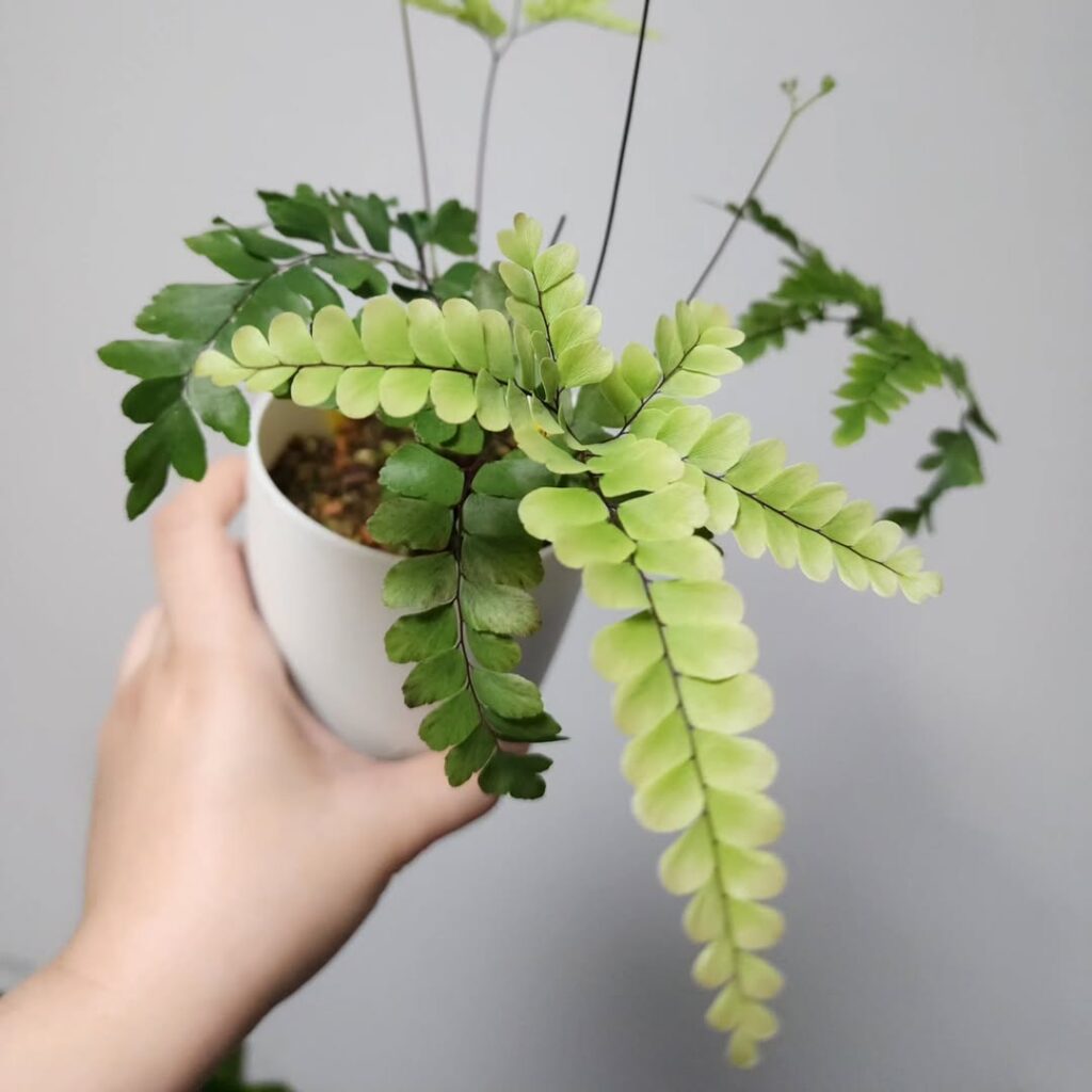 Adiantum flabellulatum