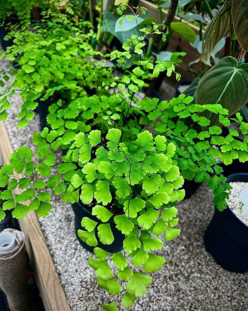 Adiantum fragrans