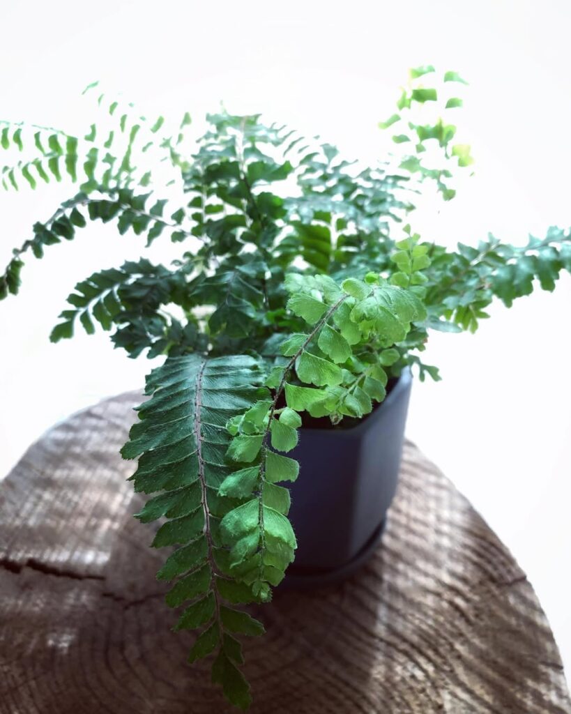 Adiantum fulvum