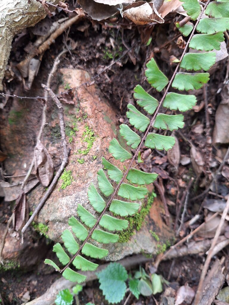 Adiantum incisum
