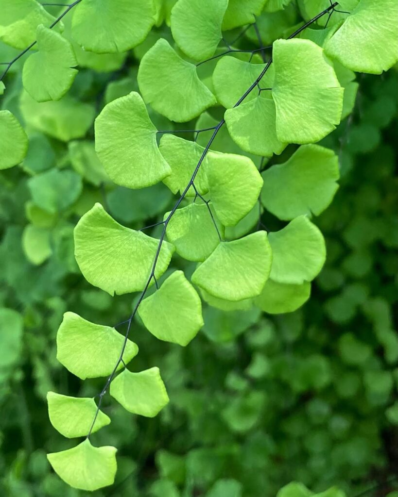 Adiantum jordanii
